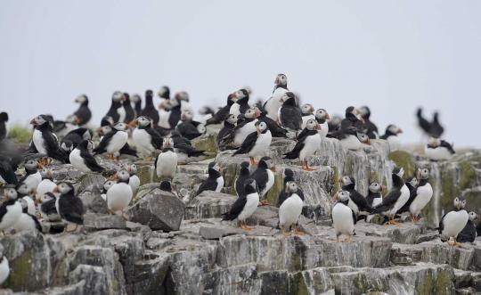 Menengok Pulau Farne, surganya burung dan anjing laut