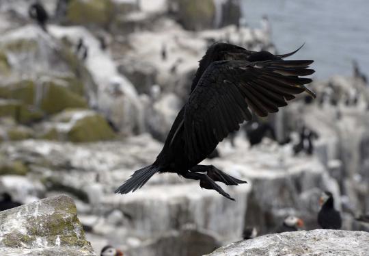 Menengok Pulau Farne, surganya burung dan anjing laut