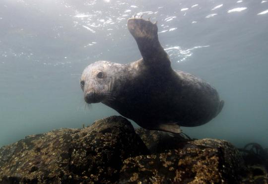 Menengok Pulau Farne, surganya burung dan anjing laut