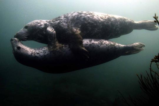 Menengok Pulau Farne, surganya burung dan anjing laut