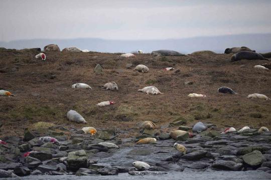 Menengok Pulau Farne, surganya burung dan anjing laut