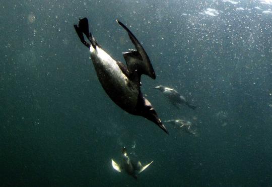 Menengok Pulau Farne, surganya burung dan anjing laut