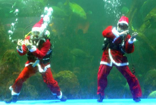 Penyelam berkostum Sinterklas bikin heboh pengunjung Seaworld