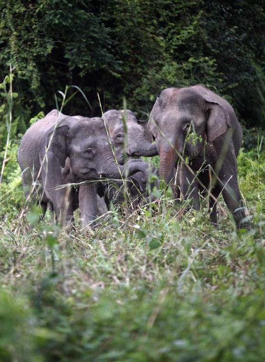 Menengok populasi gajah kerdil Kalimantan yang hampir punah