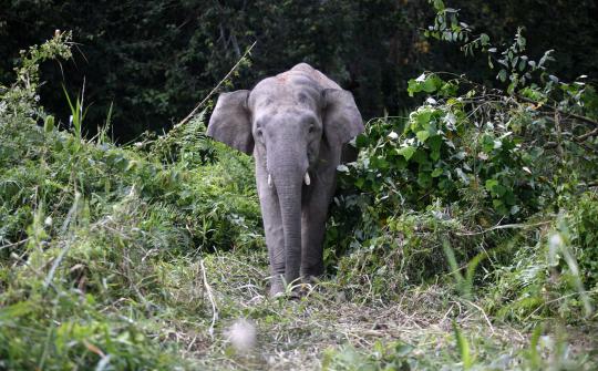 Menengok populasi gajah kerdil Kalimantan yang hampir punah