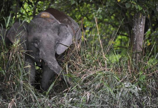 Menengok populasi gajah kerdil Kalimantan yang hampir punah