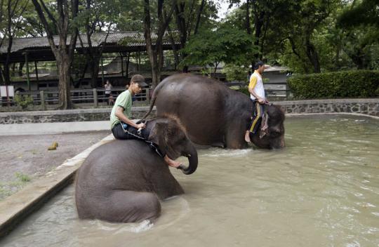 Kondisi gajah Gonzales dan satwa lain di Kebun Binatang Surabaya