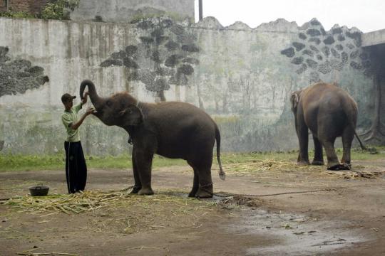 Kondisi gajah Gonzales dan satwa lain di Kebun Binatang Surabaya