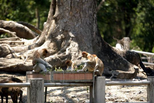 Kondisi gajah Gonzales dan satwa lain di Kebun Binatang Surabaya