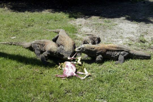 Kondisi gajah Gonzales dan satwa lain di Kebun Binatang Surabaya