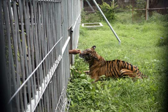 Kondisi gajah Gonzales dan satwa lain di Kebun Binatang Surabaya