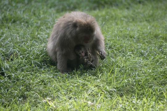 Kondisi gajah Gonzales dan satwa lain di Kebun Binatang Surabaya
