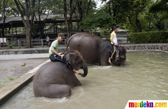 Foto : Kondisi gajah Gonzales dan satwa lain di Kebun ...