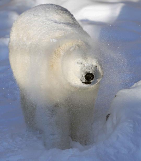 Tingkah lucu Taiga, beruang kutub di Quebec Aquarium