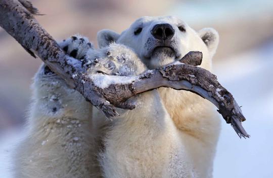 Tingkah lucu Taiga, beruang kutub di Quebec Aquarium