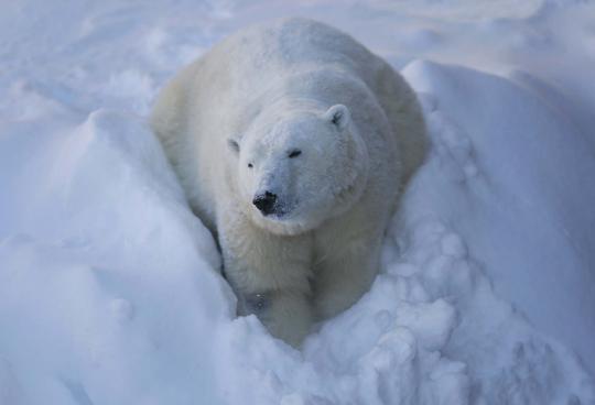Tingkah lucu Taiga, beruang kutub di Quebec Aquarium