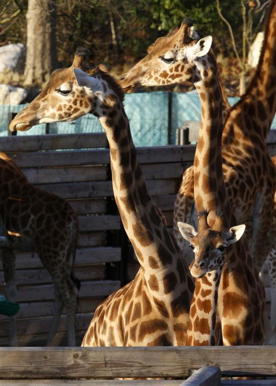 Mengintip kandang jerapah di Paris Zoological Park