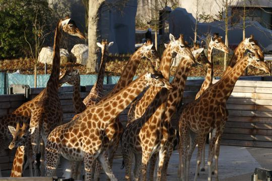 Mengintip kandang jerapah di Paris Zoological Park