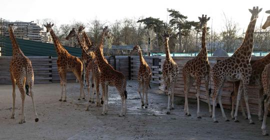 Mengintip kandang jerapah di Paris Zoological Park