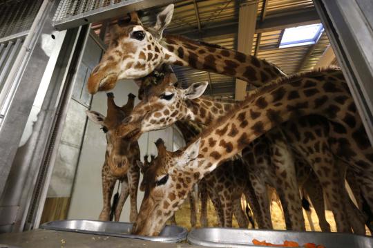 Mengintip kandang jerapah di Paris Zoological Park