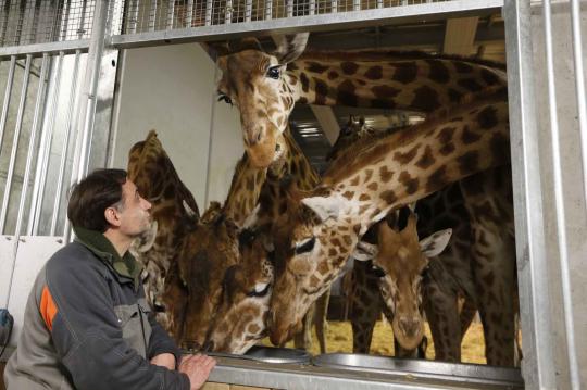 Mengintip kandang jerapah di Paris Zoological Park