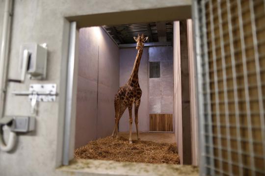 Mengintip kandang jerapah di Paris Zoological Park