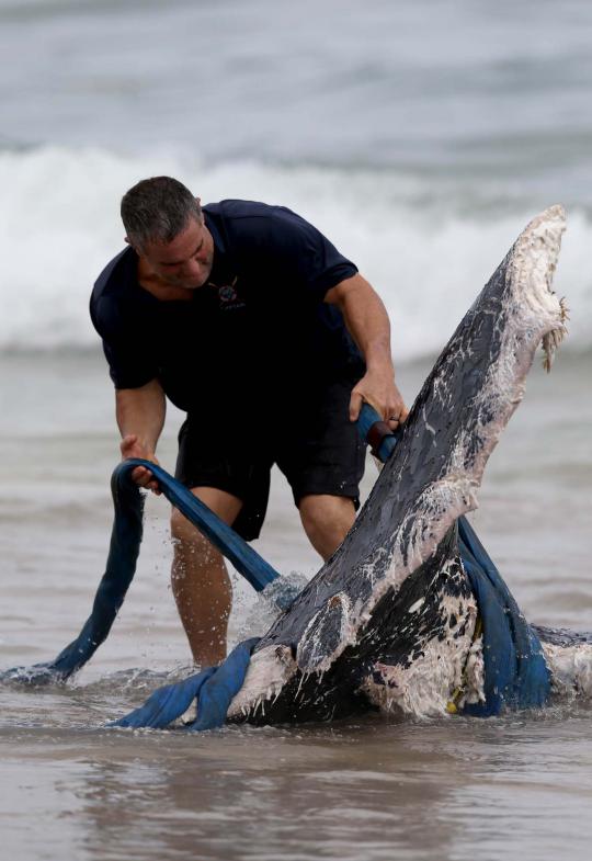 Paus raksasa ditemukan mati terdampar di pantai Florida