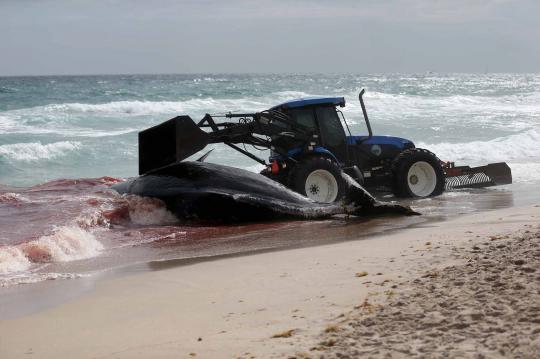 Paus raksasa ditemukan mati terdampar di pantai Florida