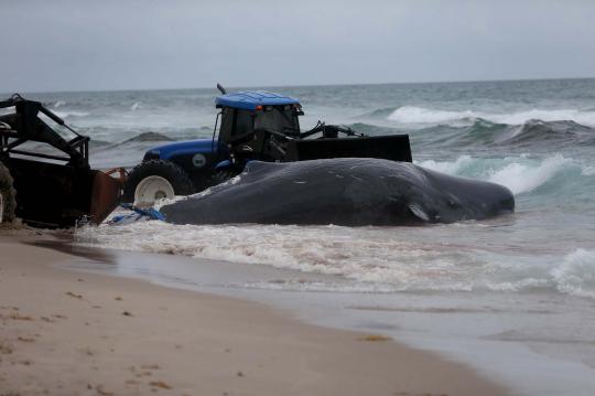 Paus raksasa ditemukan mati terdampar di pantai Florida