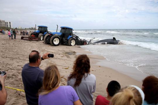 Paus raksasa ditemukan mati terdampar di pantai Florida