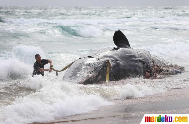 Foto Paus Raksasa Ditemukan Mati Terdampar Di Pantai