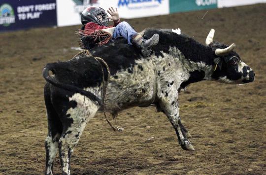 Aksi koboi cilik di National Western Stock Show ke-108