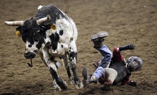 Aksi koboi cilik di National Western Stock Show ke-108