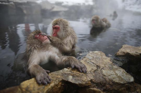 Melihat asyiknya kawanan monyet salju berendam air panas