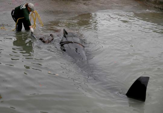 Sekelompok Paus Pilot ditemukan mati terdampar di pantai Florida