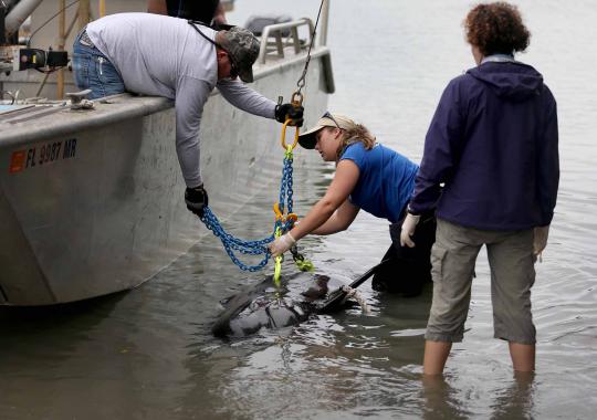 Sekelompok Paus Pilot ditemukan mati terdampar di pantai Florida