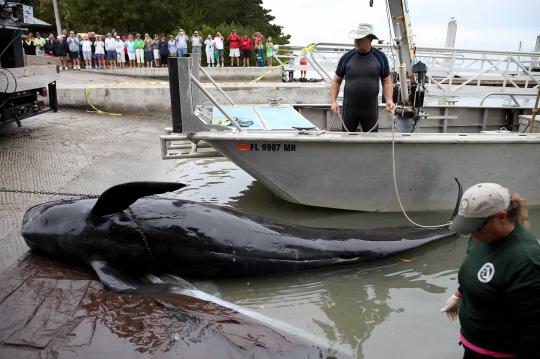 Sekelompok Paus Pilot ditemukan mati terdampar di pantai Florida