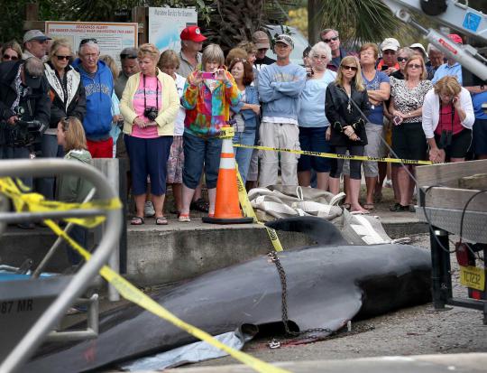 Sekelompok Paus Pilot ditemukan mati terdampar di pantai Florida