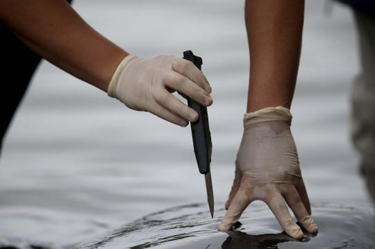 Sekelompok Paus Pilot ditemukan mati terdampar di pantai Florida