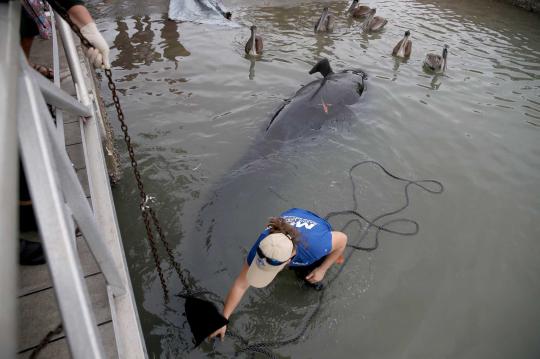 Sekelompok Paus Pilot ditemukan mati terdampar di pantai Florida