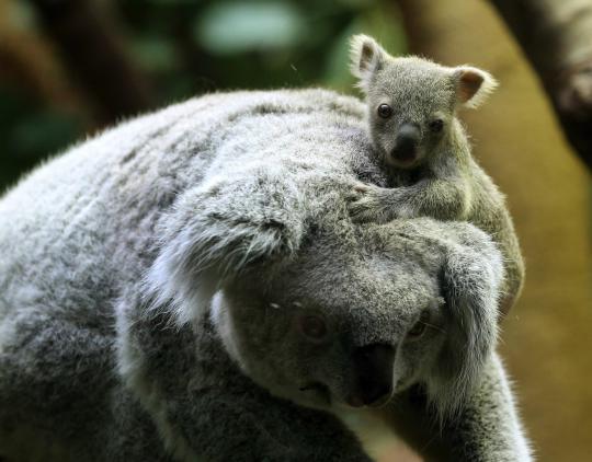 Imutnya bayi koala bersama induknya