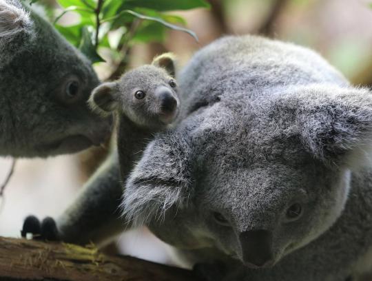 Imutnya bayi koala bersama induknya