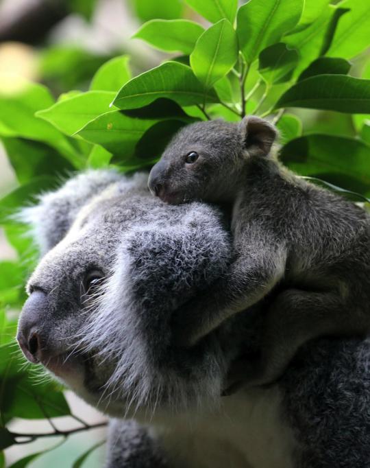 Imutnya bayi koala bersama induknya