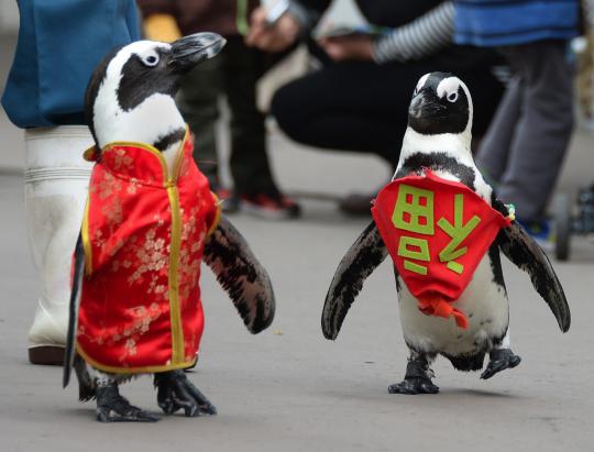 Lucunya parade pinguin sambut Imlek di Jepang