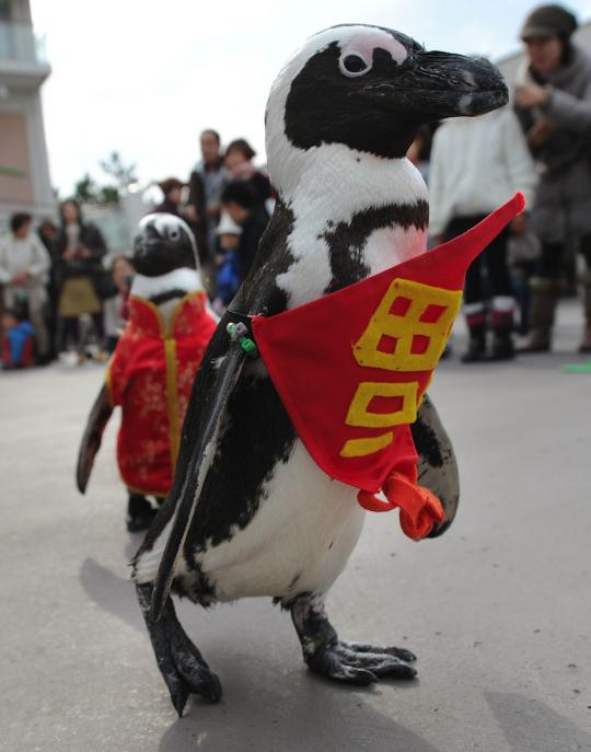 Lucunya parade pinguin sambut Imlek di Jepang