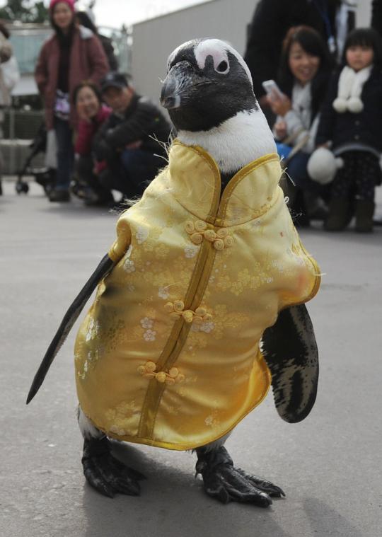 Lucunya parade pinguin sambut Imlek di Jepang