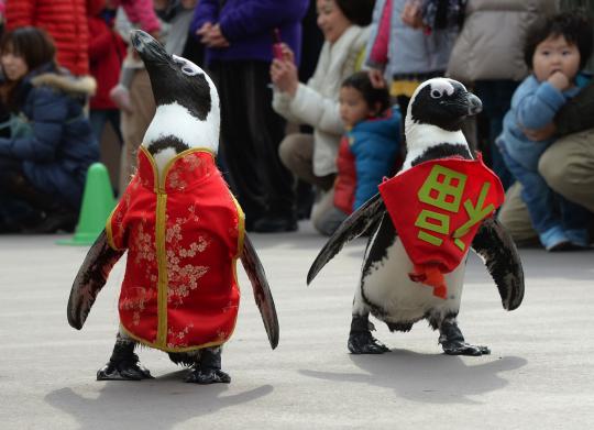 Lucunya parade pinguin sambut Imlek di Jepang