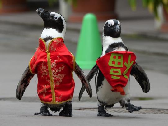 Lucunya parade pinguin sambut Imlek di Jepang