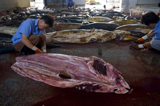 Menengok pabrik pengolahan ikan hiu di China