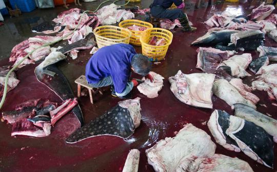 Menengok pabrik pengolahan ikan hiu di China